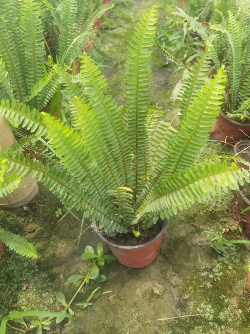 成都创馨花卉批发16杯肾蕨