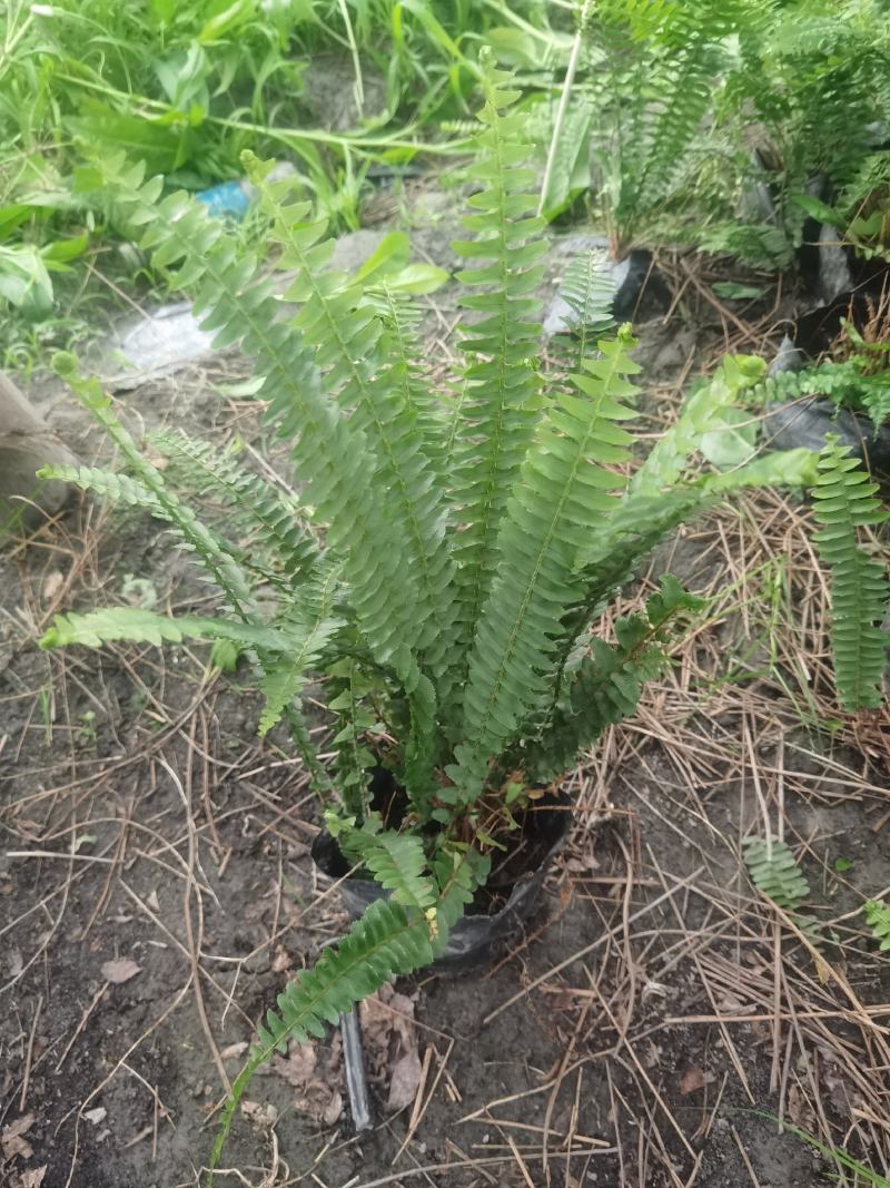 成都创馨花卉批发16杯肾蕨