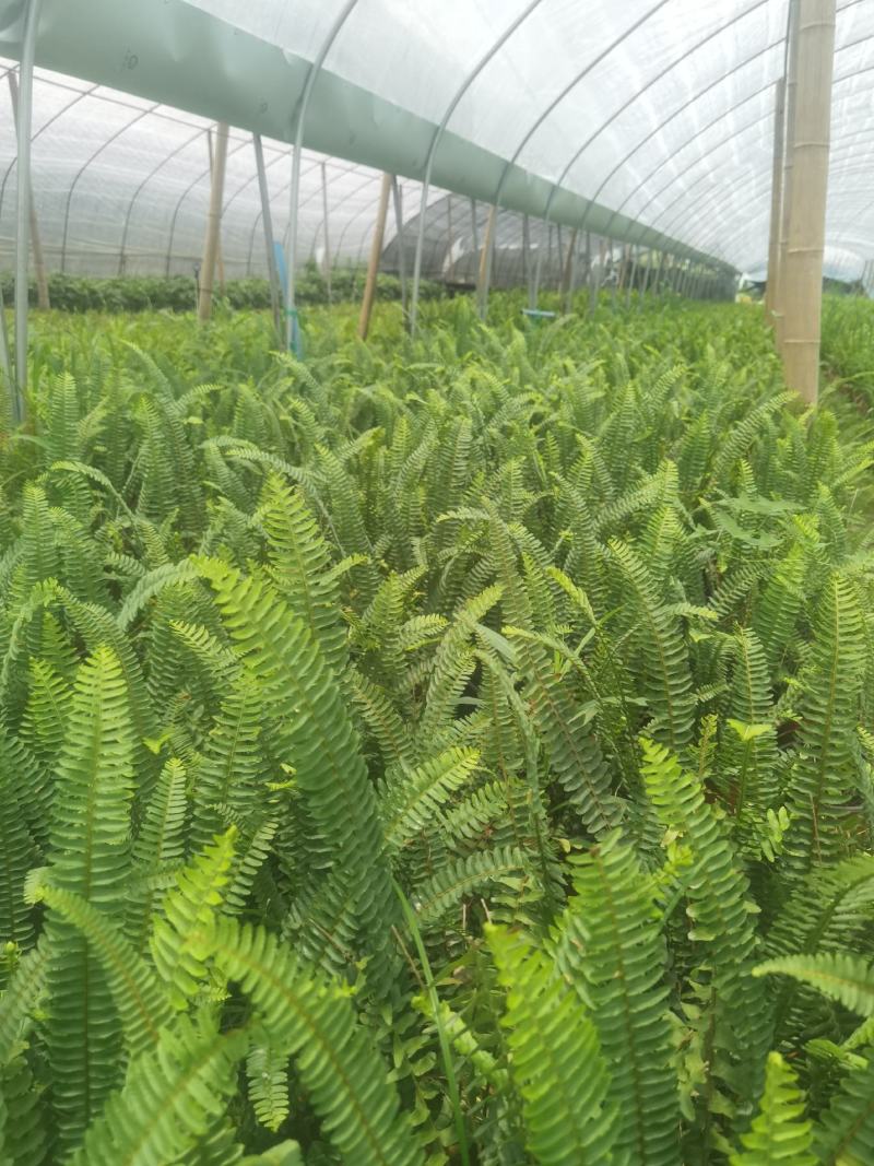 成都创馨花卉批发16杯肾蕨