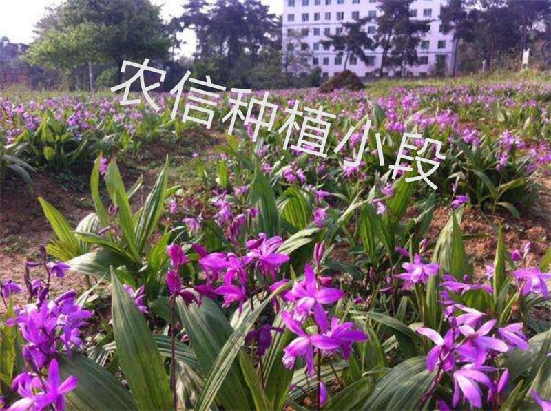 紫花大宽叶、中宽叶三叉白芨直播苗白芨小颗粒白芨种苗