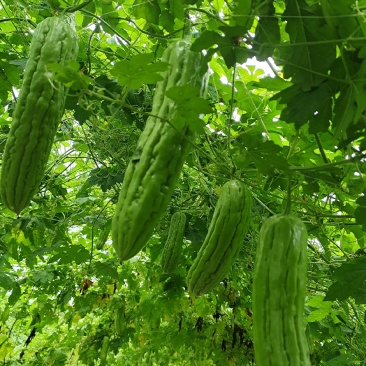 油绿苦瓜
