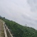 油绿苦瓜