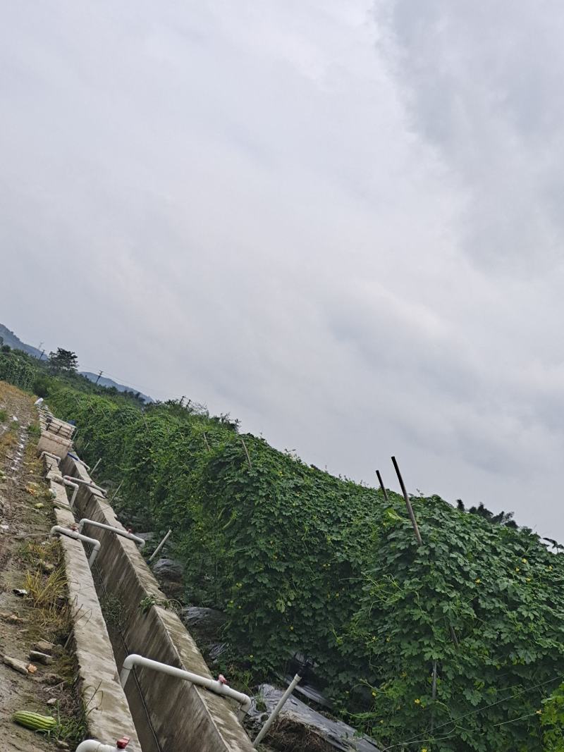 油绿苦瓜
