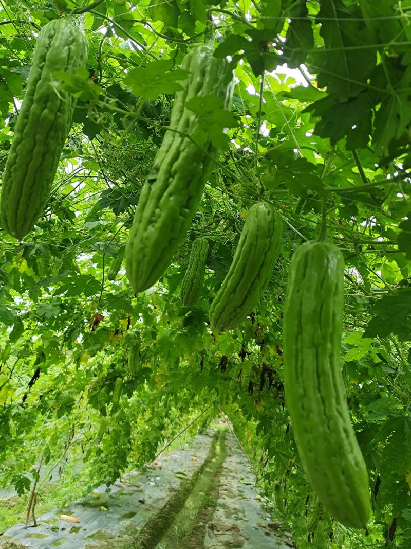 油绿苦瓜