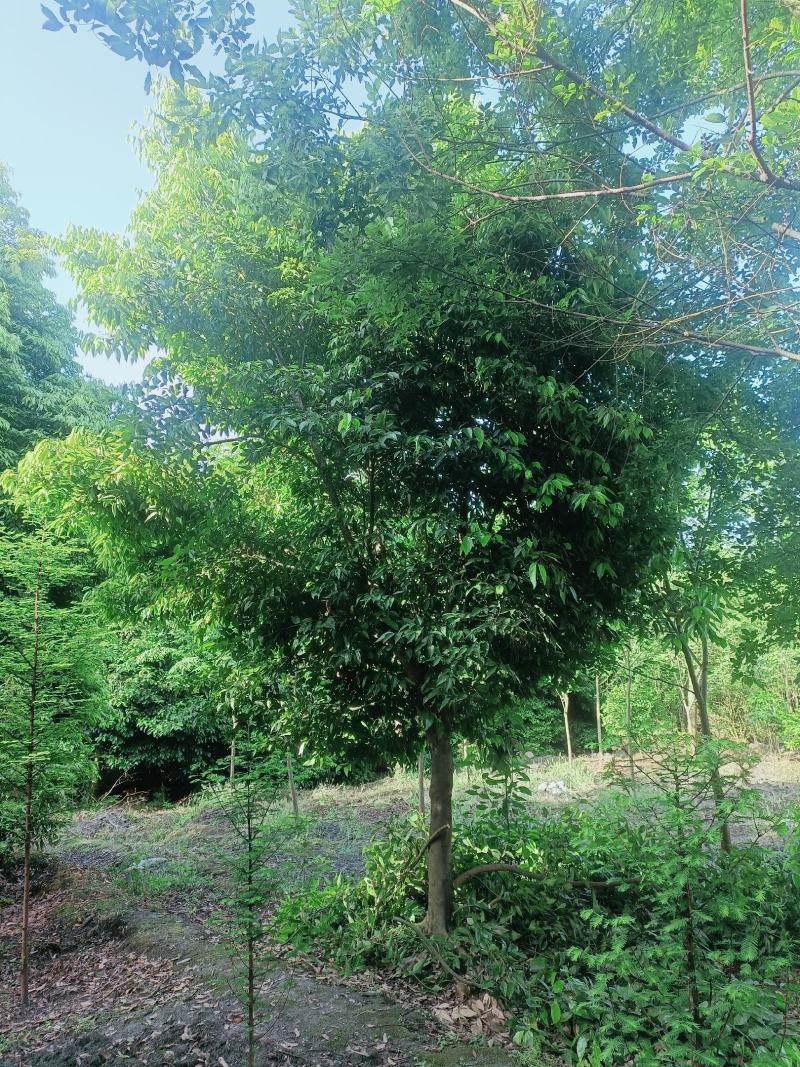 四川天竺桂基地发货品质保证欢迎联系自家苗圃视频看货