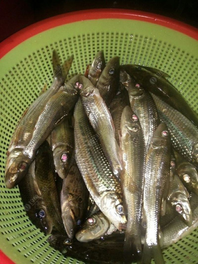 马口鱼，勾鱼