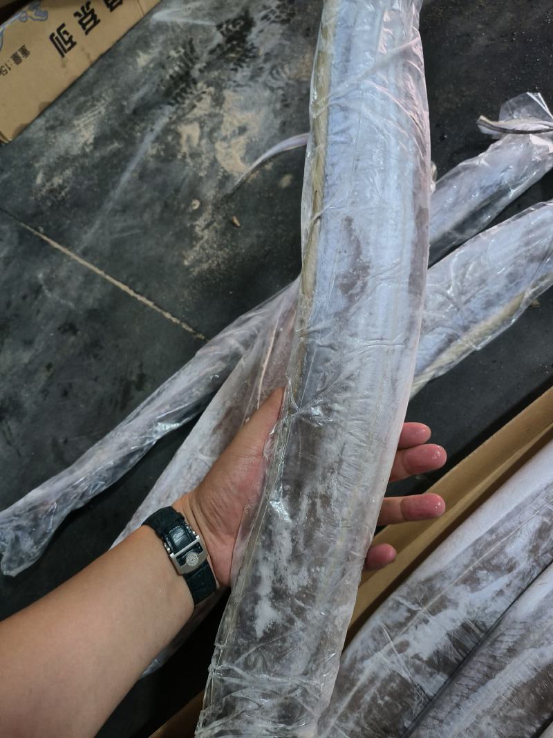 大带鱼1000/up深海钓带钓带鱼带鱼东海带鱼