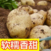 土豆荷兰薯黄心土豆电商市场货