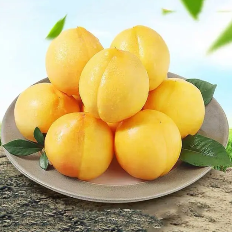 黄金桃即将上市品质上乘口感脆甜产地直发量大价优欢迎来电