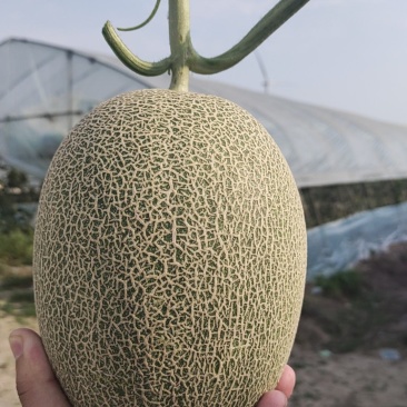 小蜜25号哈密瓜