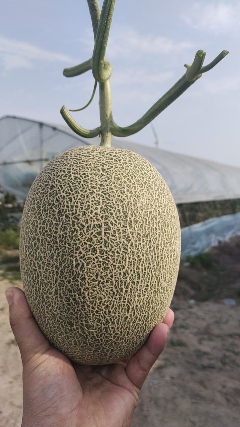 小蜜25号哈密瓜