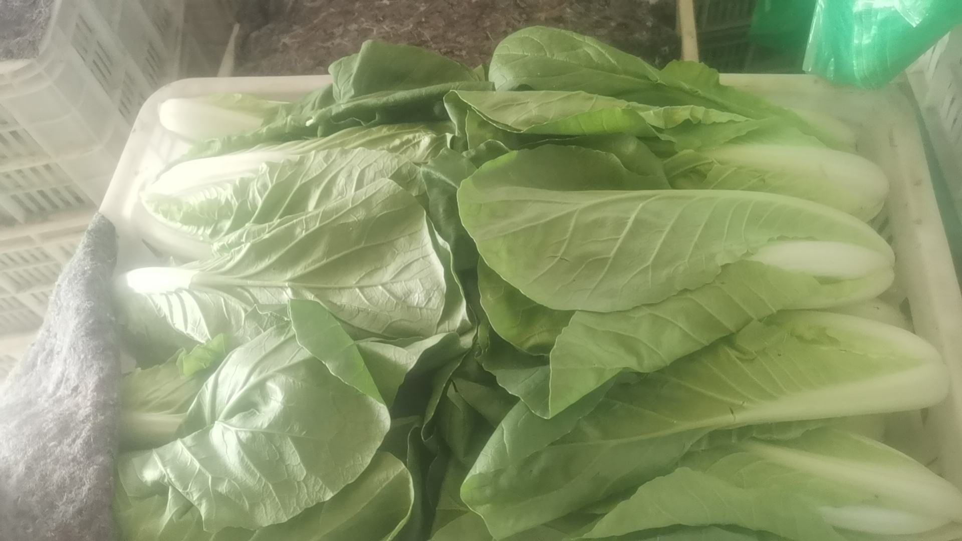 新鲜香芹叶片特写,绿色健康,叶子翠绿,表面有水珠 香芹特写图片