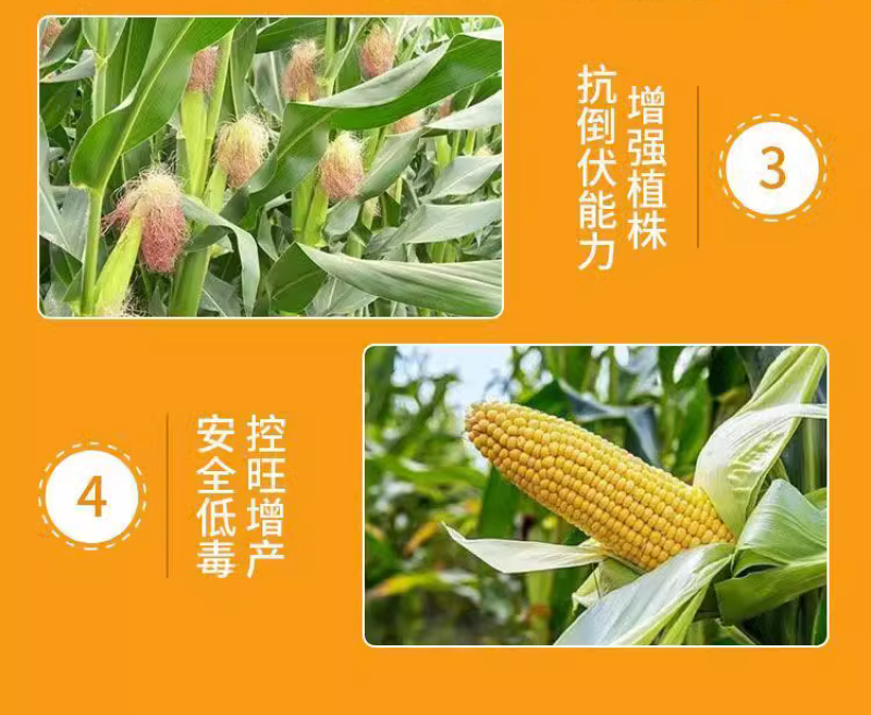 祥龙玉大饱胺鲜酯乙烯利玉米矮壮素控旺缩节增产矮丰王