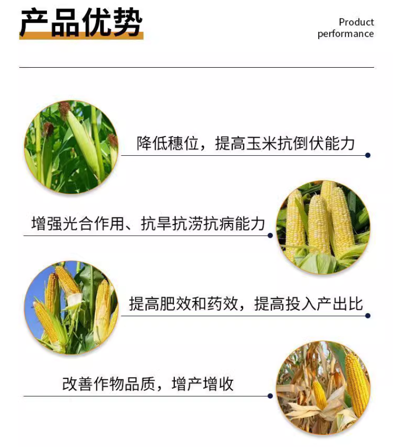 祥龙玉大饱胺鲜酯乙烯利玉米矮壮素控旺缩节增产矮丰王
