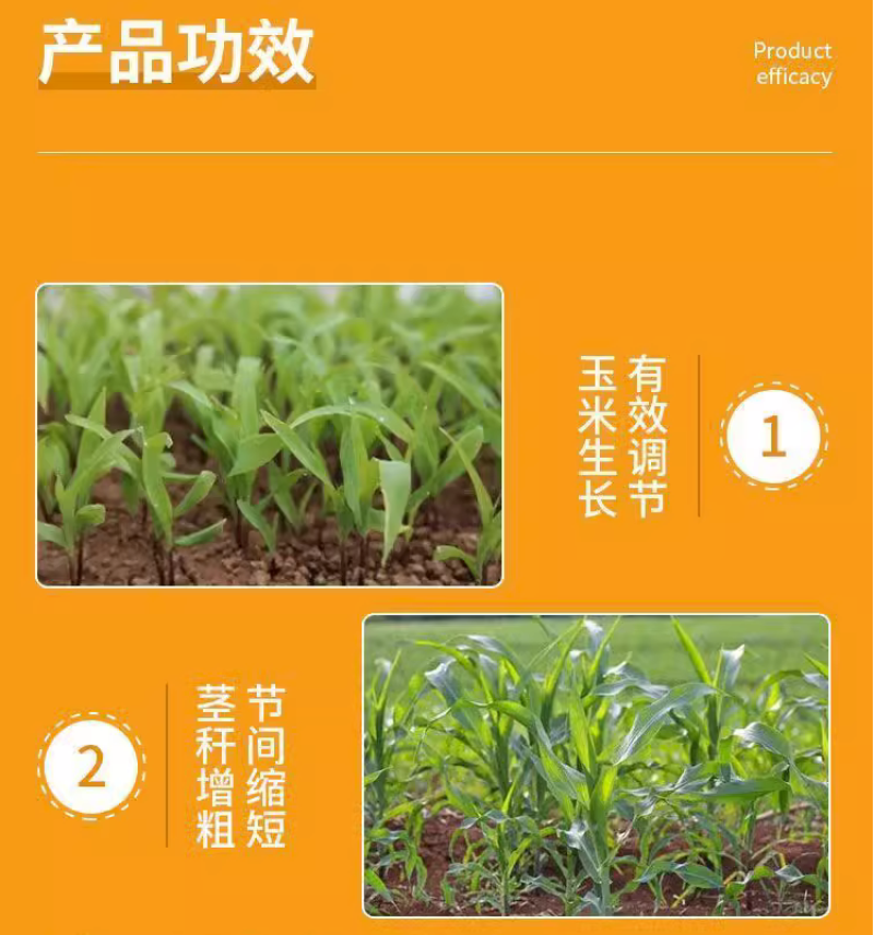 祥龙玉大饱胺鲜酯乙烯利玉米矮壮素控旺缩节增产矮丰王