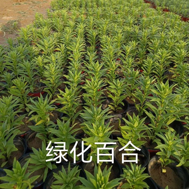 百合基地直销，大量供应，可实地看货，一手货源。