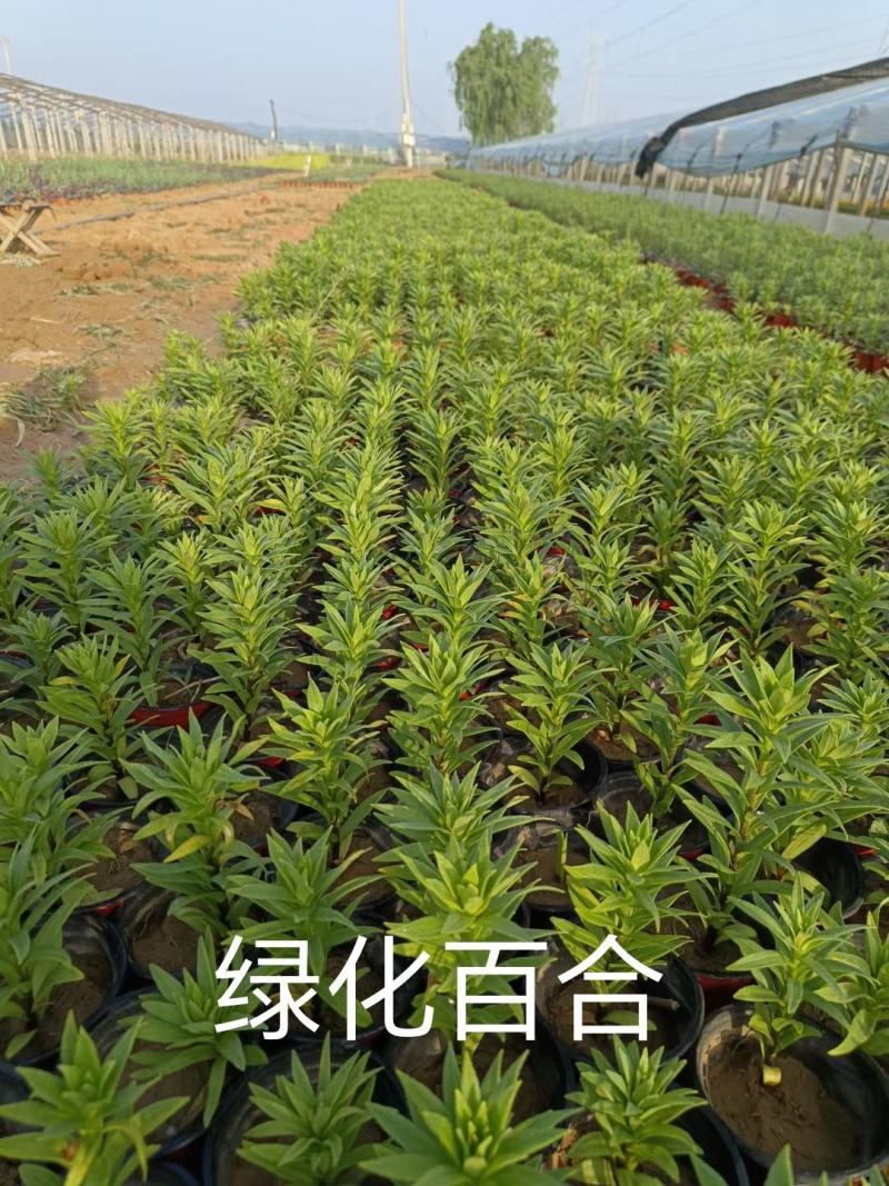 百合基地直销，大量供应，可实地看货，一手货源。