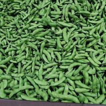 【毛豆】翠绿宝毛豆批量出货产地直发规格全面可视频看货