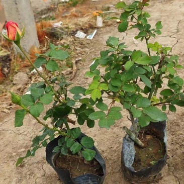 《牛商推荐》月季，基地直销，大量供应，可实地看货