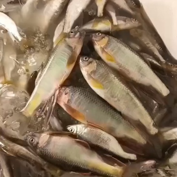 马口桃花鱼马口白鱼川丁