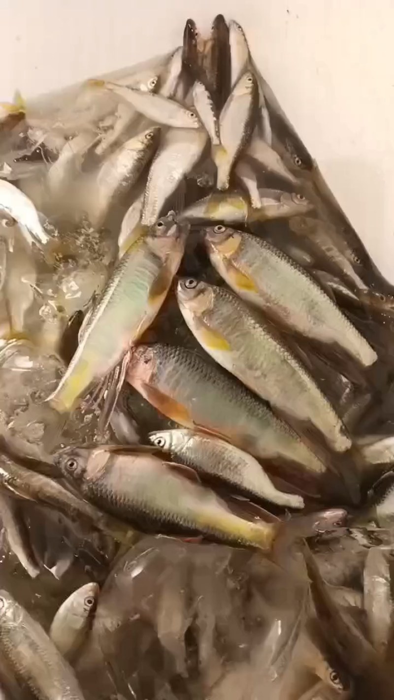 马口桃花鱼马口白鱼川丁