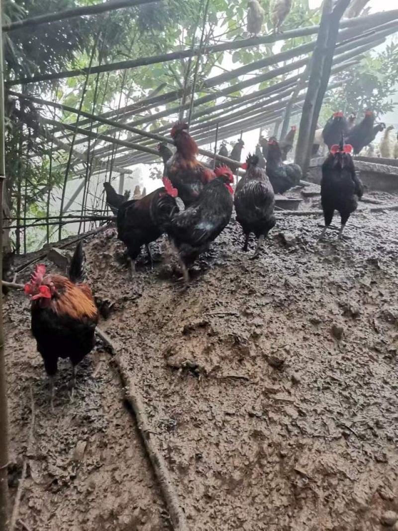 散养土鸡云南养殖场供货，肉质紧实走地鸡价格优惠，电联