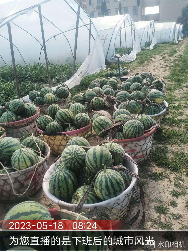 美都大棚精品西瓜，头茬无籽大西瓜