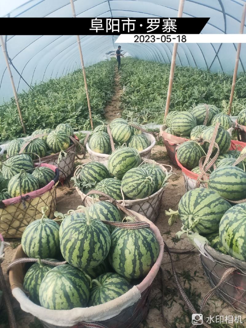 美都大棚精品西瓜，头茬无籽大西瓜