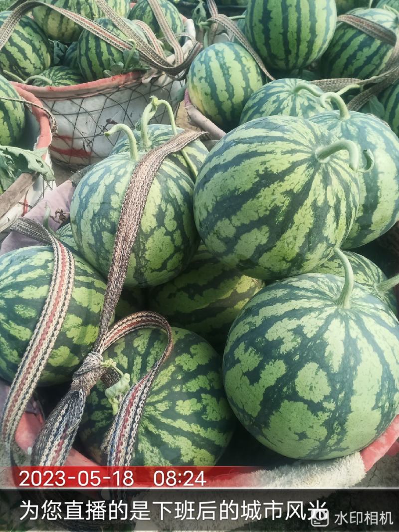 美都大棚精品西瓜，头茬无籽大西瓜