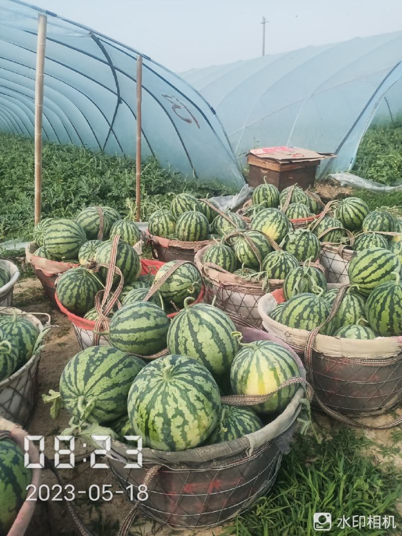 美都大棚精品西瓜，头茬无籽大西瓜