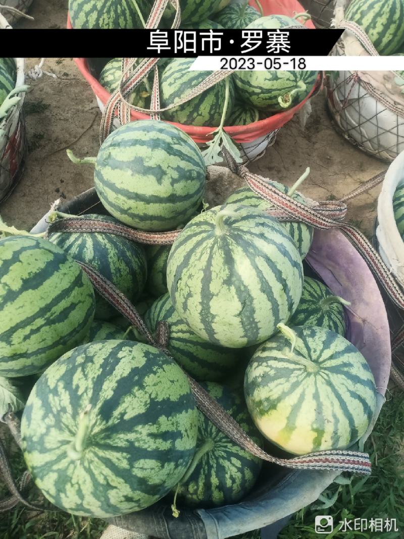 美都大棚精品西瓜，头茬无籽大西瓜