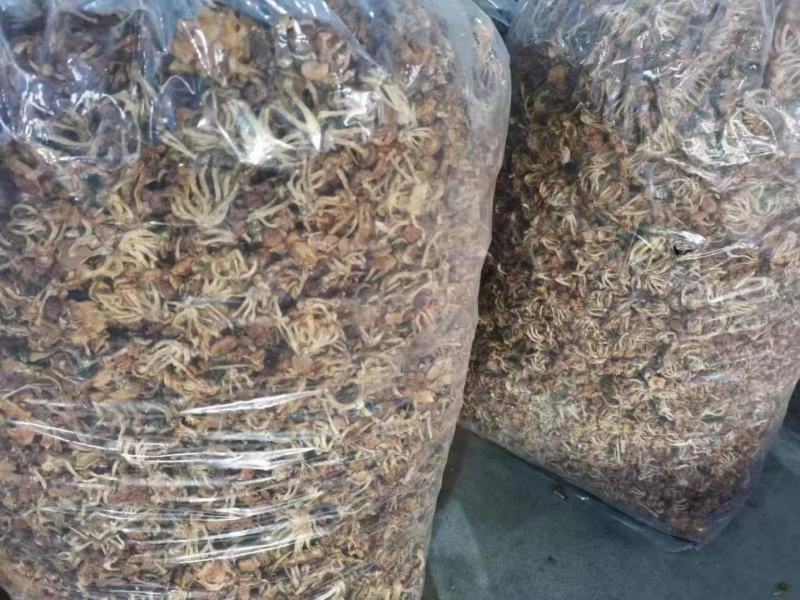 菌菇干货滑子菇干货产地直销批发滑子蘑菇新鲜滑蘑滑菇