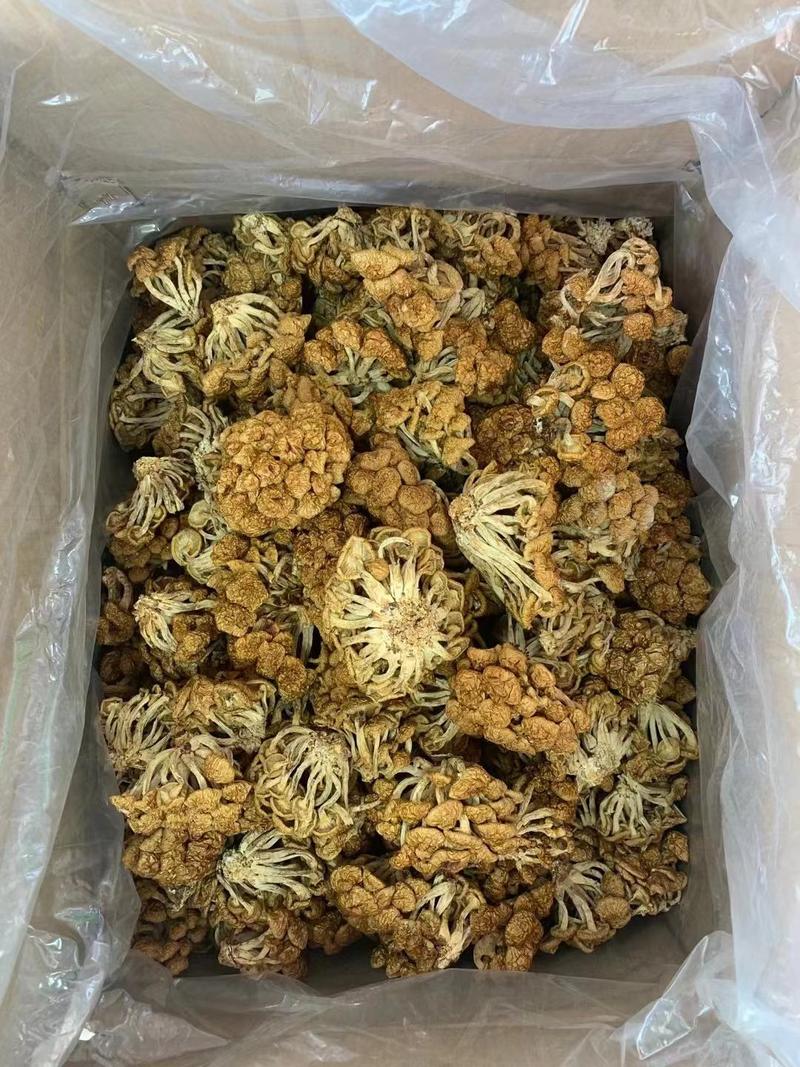 菌菇干货滑子菇干货产地直销批发滑子蘑菇新鲜滑蘑滑菇