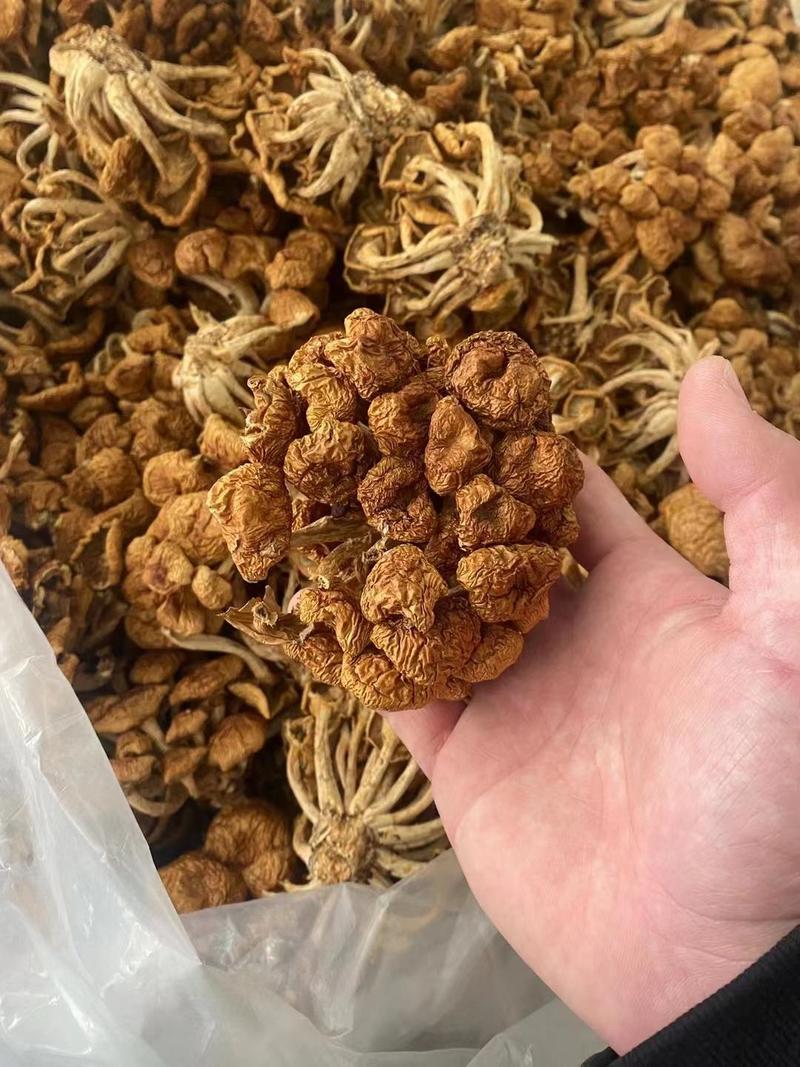 菌菇干货滑子菇干货产地直销批发滑子蘑菇新鲜滑蘑滑菇