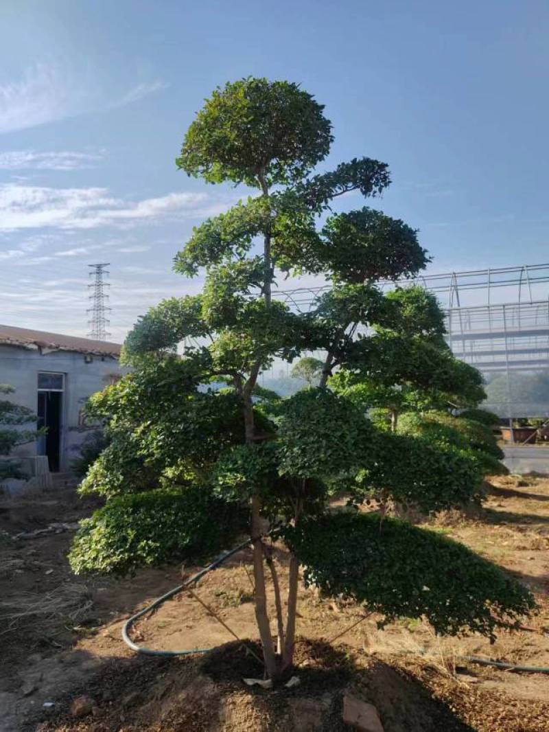 《牛商推荐》月季，基地直销，大量供应，可实地看货