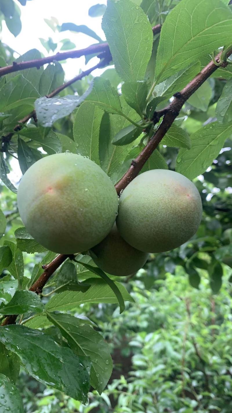 露天蜂糖李即将大量上市