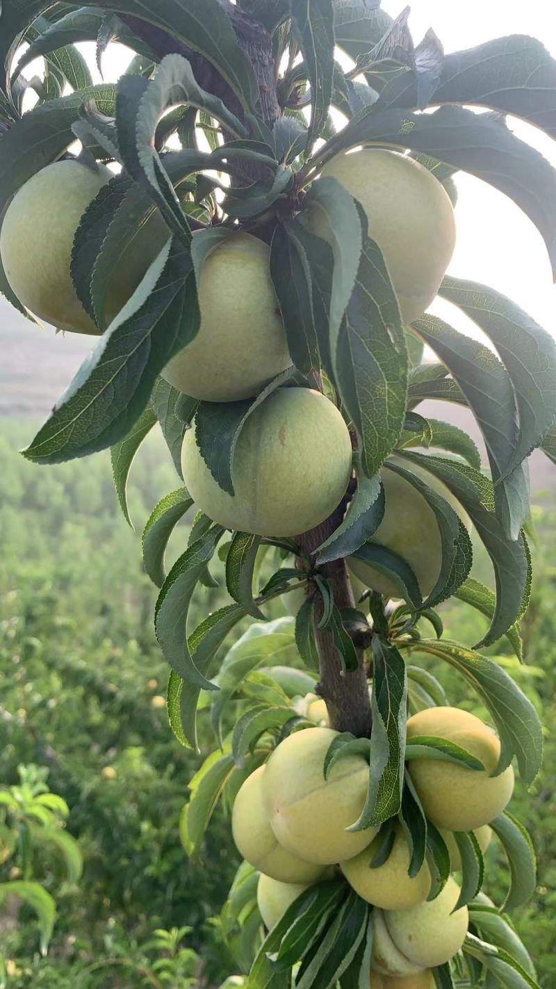 露天蜂糖李即将大量上市