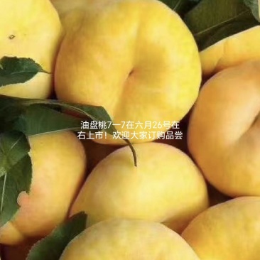 油盘旱金霞，马上上市，百亩桃园