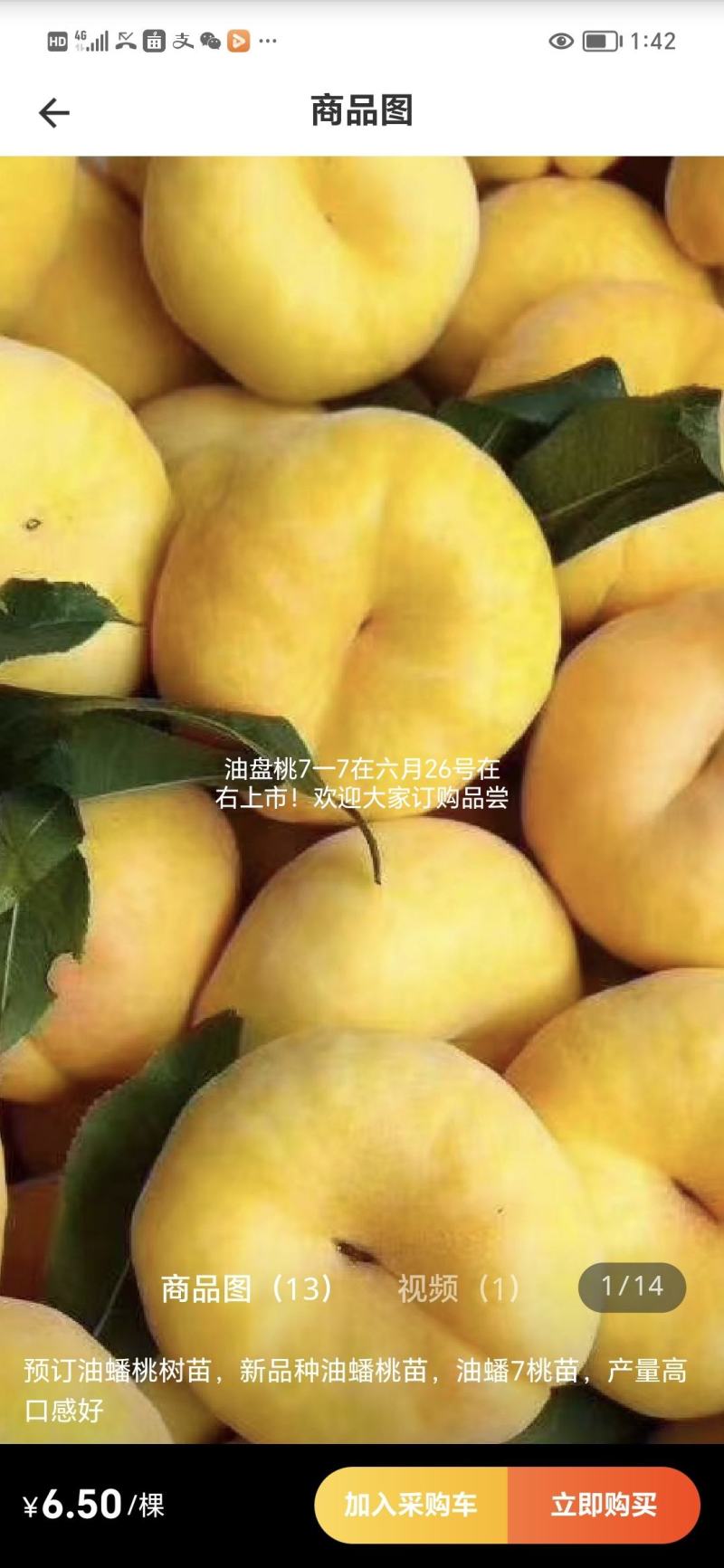 油盘旱金霞，马上上市，百亩桃园