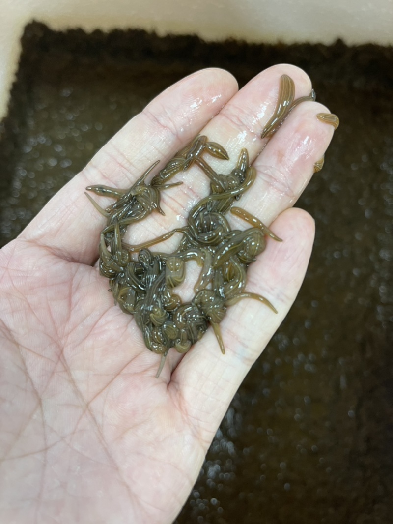 水蛭苗幼苗满月苗规格全面优质欢迎电话咨询
