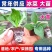 寿光一级冰菜苗大冰菜苗冰菜大苗非洲水晶冰草苗育苗基地