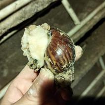 优质白玉蜗牛