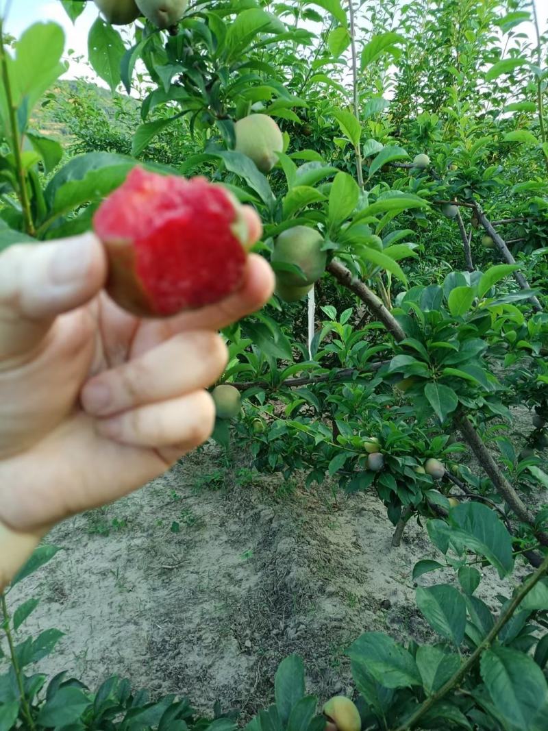 味帝李大量上市