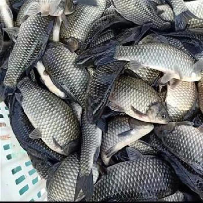 重庆中科五号鲫鱼，大量接单中可视频看货欢迎咨询