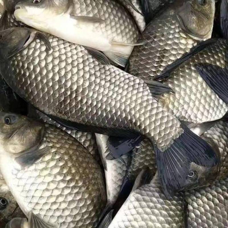 重庆中科五号鲫鱼，大量接单中可视频看货欢迎咨询