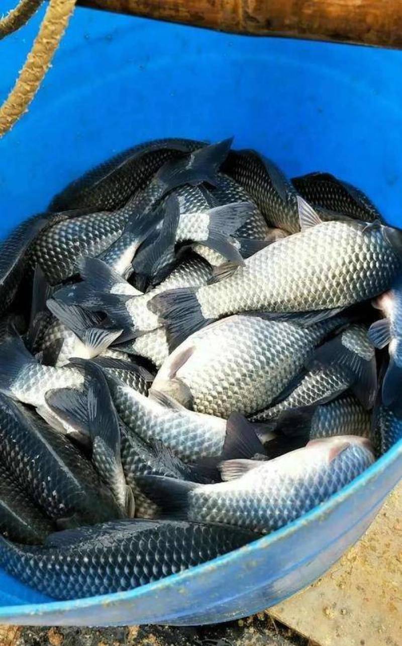 重庆中科五号鲫鱼，大量接单中可视频看货欢迎咨询