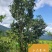 无量山野生红茶甜润滑花香，果香浓郁