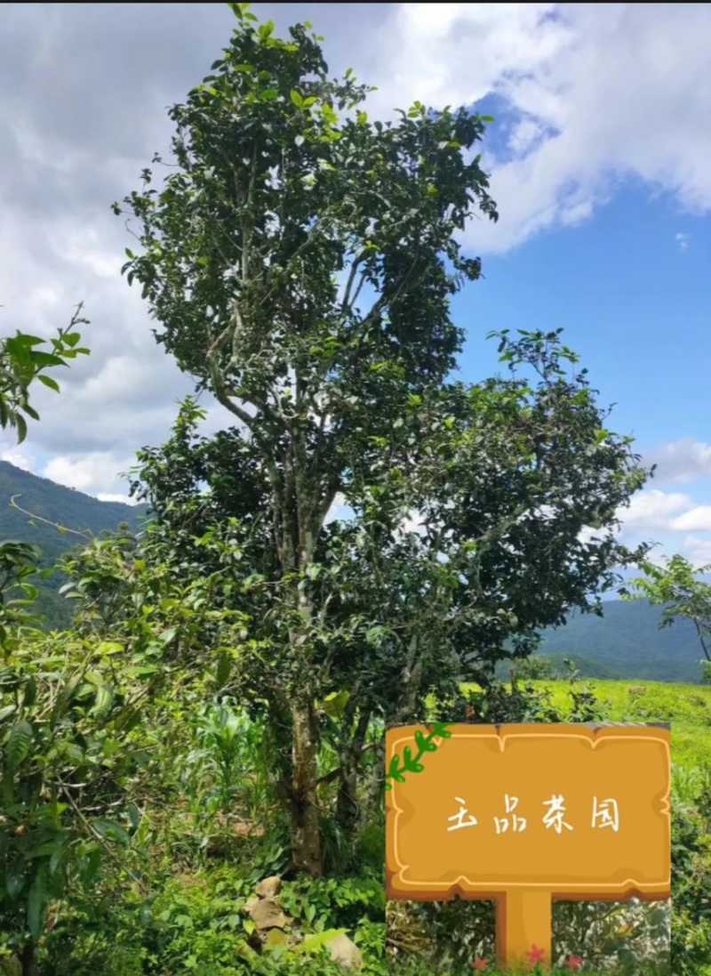无量山野生红茶甜润滑花香，果香浓郁