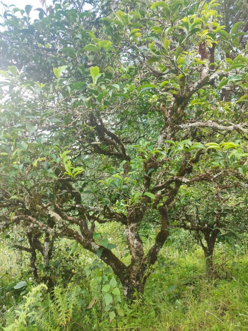 无量山野生红茶甜润滑花香，果香浓郁