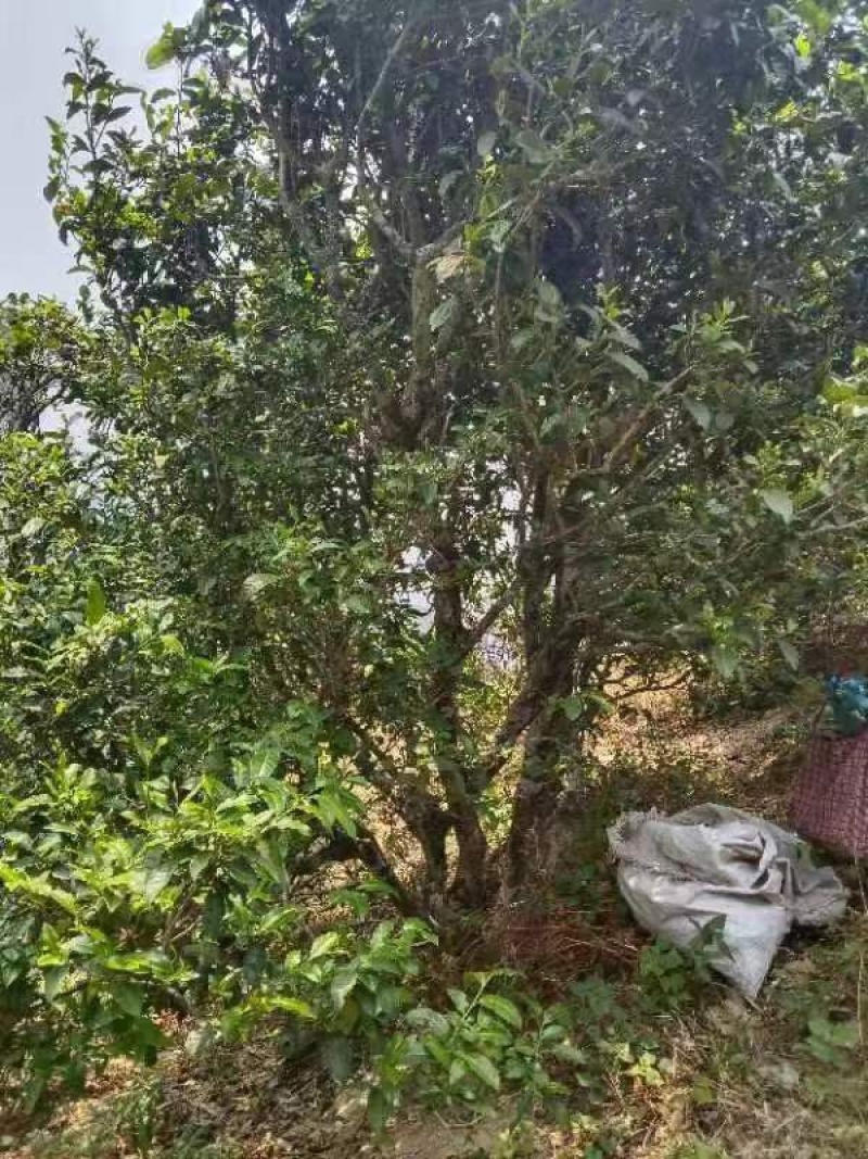无量山野生红茶甜润滑花香，果香浓郁
